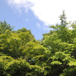 皇居内〜雑木林