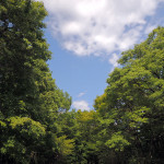 皇居内〜雑木林