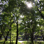 皇居内〜雑木林