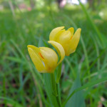 皇居内〜雑木林