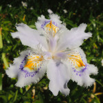 皇居内〜雑木林