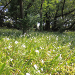 皇居内〜雑木林