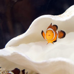 ヨドバシカメラのクマノミ