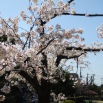 親水公園の桜